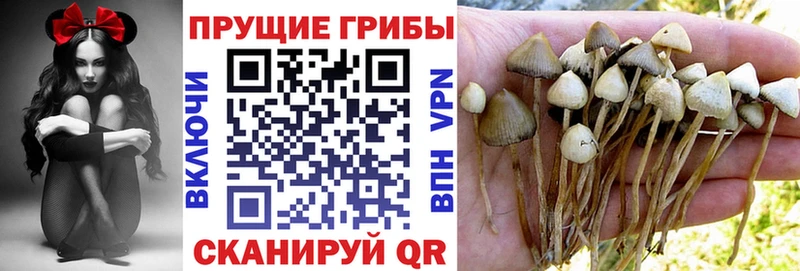 купить наркотики цена  Шадринск  ссылка на мегу tor  Галлюциногенные грибы мицелий 